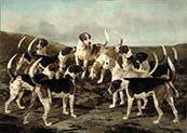 The Hounds from York and Ainsty Kennels